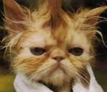 Boatos de que o co-fundador daqui é gato, são totalmente verdade