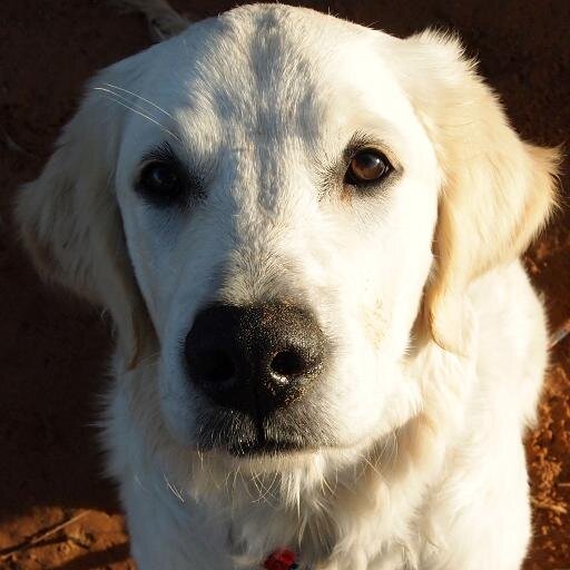 PAWeNews's profile picture. Promoting uplifting stories from around the world where people have made a positive difference to the welfare, rights, conservation and lives of animals