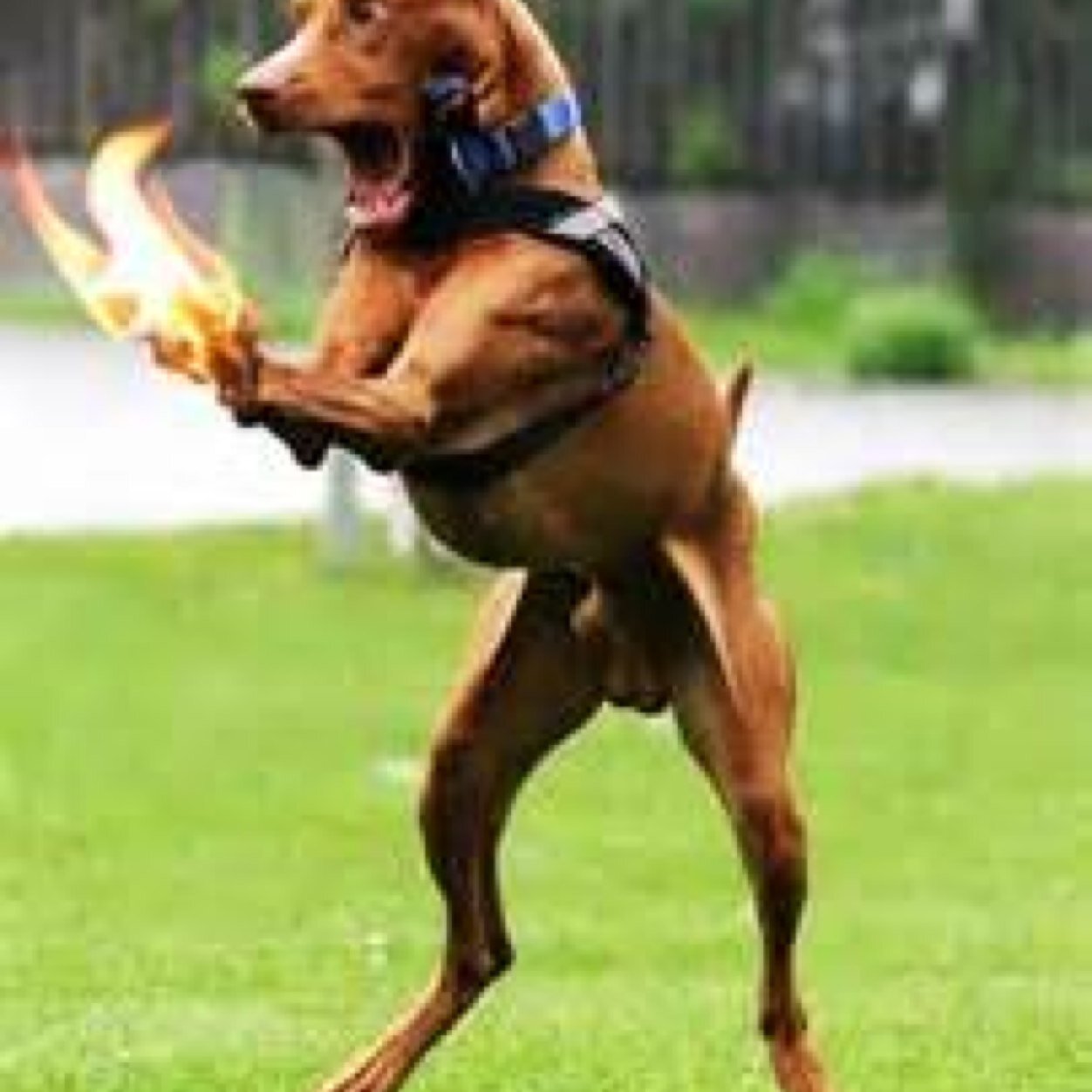 IMPluffmudder's profile picture. 