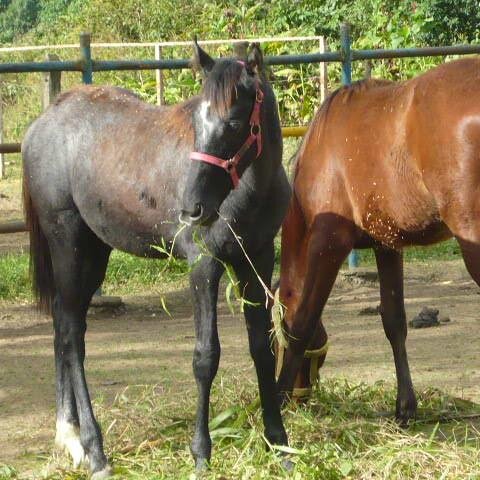 Cria y venta de caballos purasangre de carreras . Fundado en 2006.Al rescate del purasangre de carreras nativo