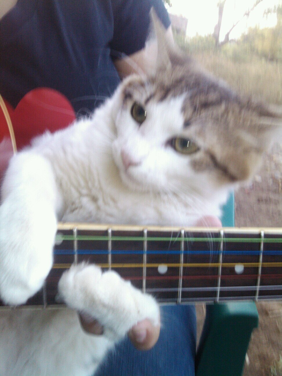 KittenNecko's profile picture. Busco gatitas meow meow .. porque me dio la gana! bitch