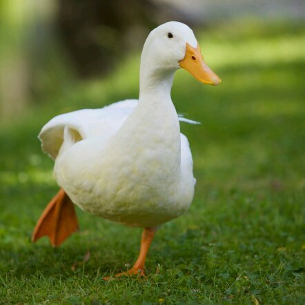 Me duck Quack Quack.Me love eat grapes