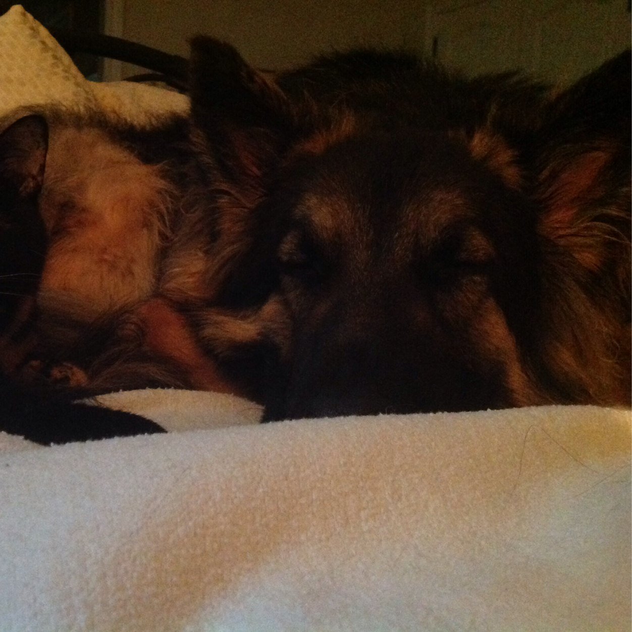 whataboutthedog's profile picture. Let’s just keep the planet spinning on its axis, shall we?