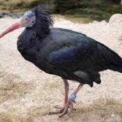 AN SERKEFTIN AN SERKEFTIN