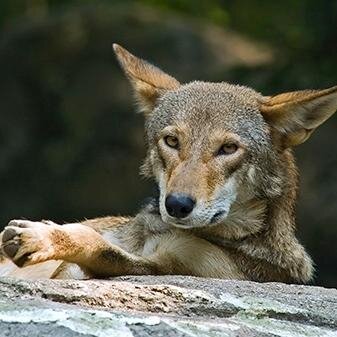 TheFuzzyJedi's profile picture. Railfan, gamer, gearhead, supporter of liberty & the US Constitution AS IT WAS WRITTEN.  My user pic is a red wolf, look them up.