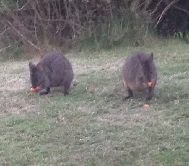 From Grindelwald in Northern Tasmania Australia. I believe Tasmania should have a team in the AFL.