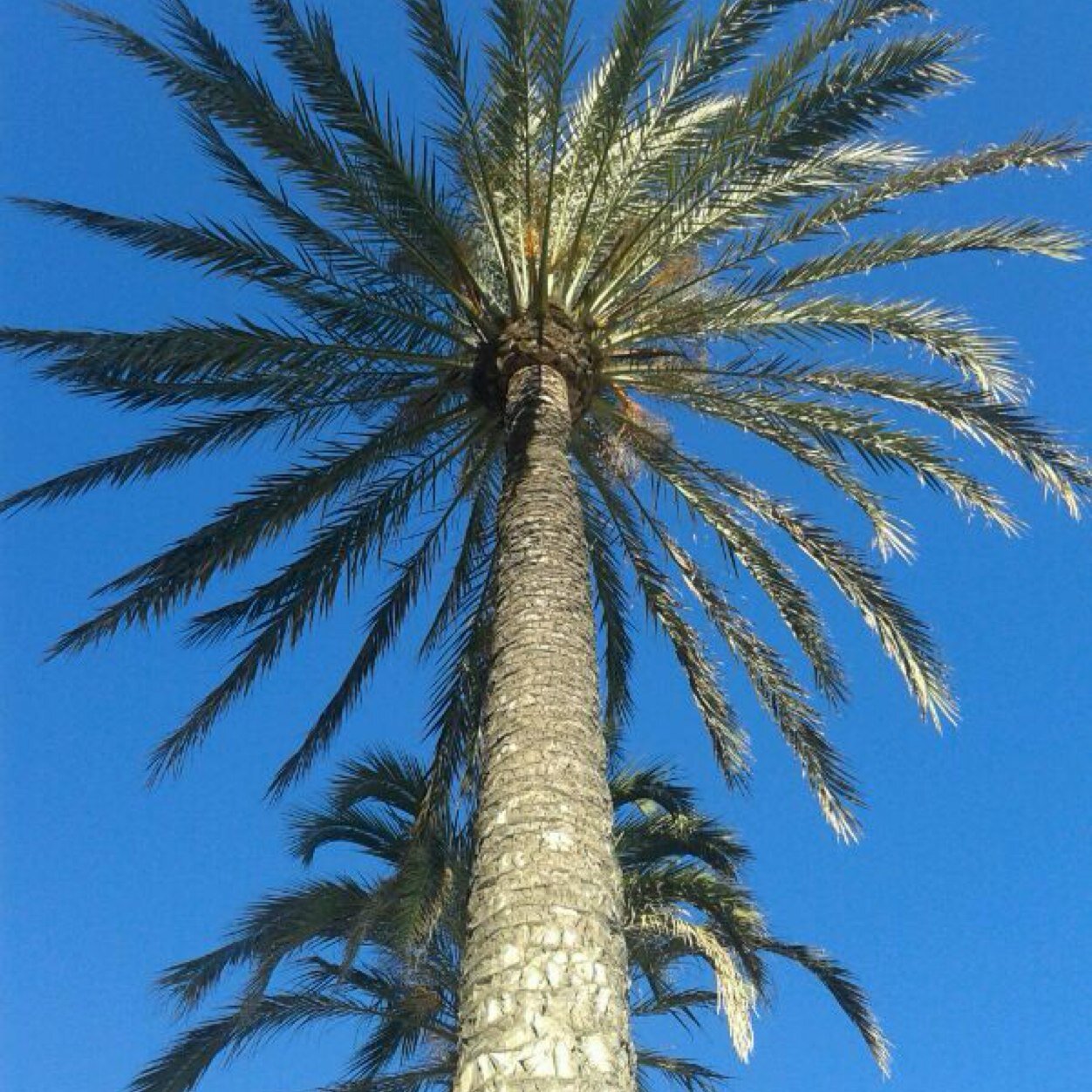 tijger6's profile picture. 