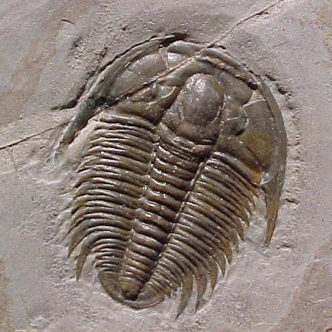 Fossile, invertebrato, vivo (?) nel fango
