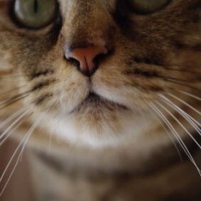 猫の「ななこ」と「おゆき(2023.9.26🌈)」は血の繋がらない姉妹です。昔のアニメとミュージカル好き。北海道日本ハムファイターズ愛。美味しいもの大好きだけど、もうビールとスイーツと玄米あればいいかなと思ってる。