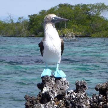 We offer a variety of tours in the Galapagos Islands as well as in Ecuador's mainland.