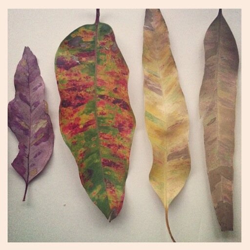 greenruby's profile picture. Artist, Disability worker, Student