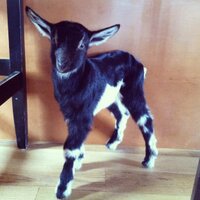 Georges Mill Cheese (@georgesmillfarm) 's Twitter Profile Photo Georges Mill Cheese (@georgesmillfarm) 's Twitter Profile Photo