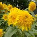 Jackie Visser - @jackievis - Twitter