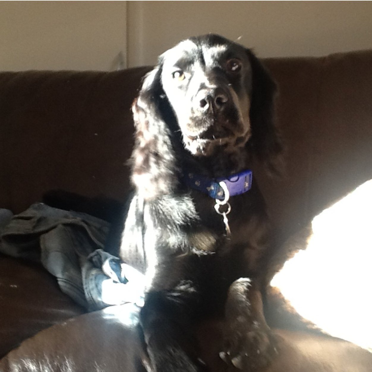 Charlie is asome like all my friends