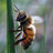 beeguardian's profile image