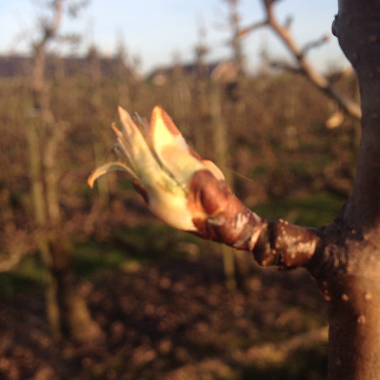 fruitteeltbedrijf / landwinkel / fruit met beleving: 
appelplukdag, adopteer een boom, snoeiworkshop,
werkfruit; local food, out of the box, sport hardlopen.
