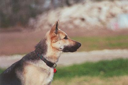 SMSDallas's profile picture. Dog Training Dallas. Professional In-home Dog Training services. Free consultations.