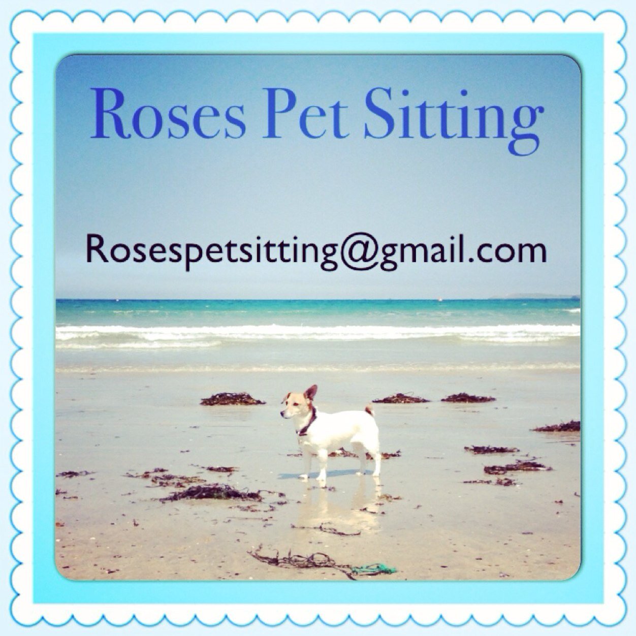 Pet Sitting service based in Chigwell, Essex. Cats & Dogs, veterinary experienced. Rosespetsitting@gmail.com