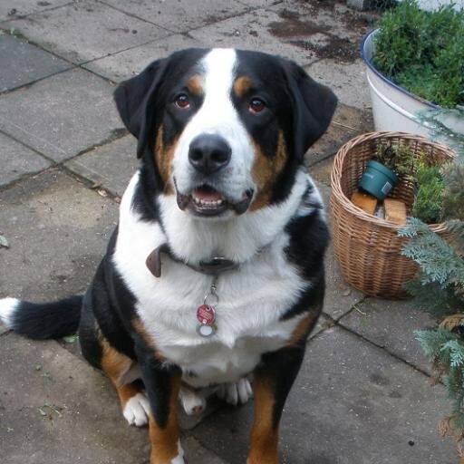 Domain Hundecoaching.eu  bei Domaineer.eu