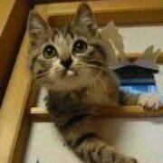 megahase8's profile picture. 富。医。