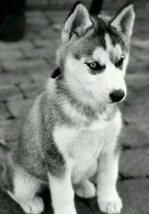 chica_duulce's profile picture. 