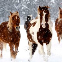 Vista Verde Ranch (@vistaverderanch) 's Twitter Profile