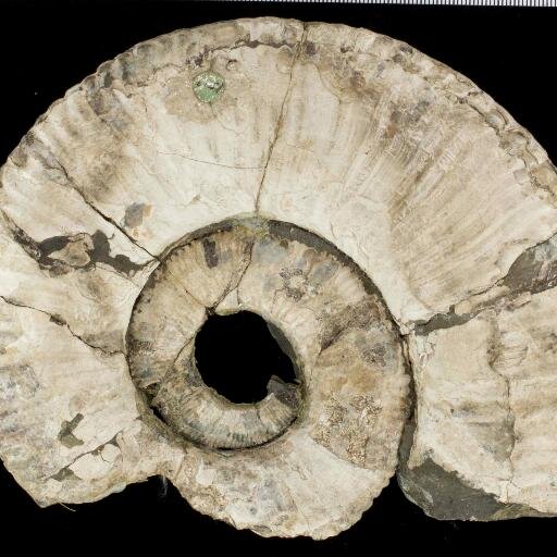 UC Museum of Paleo Profile