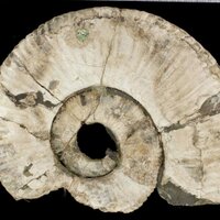 UC Museum of Paleo(@ucmpberkeley) 's Twitter Profileg