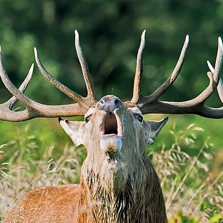 Wldhighlandtour's profile picture. A wildlife tour operator based on the Ardnamurchan peninsula.  Take a tour with us, see and photograph wildlife such as Eagles, Deer, Pine Martens and Otters