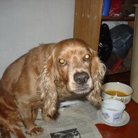 Perros Perdidos DF (@perrosperdidodf) 's Twitter Profile