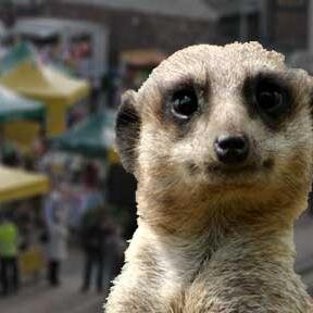 levymeerkat's profile picture. 