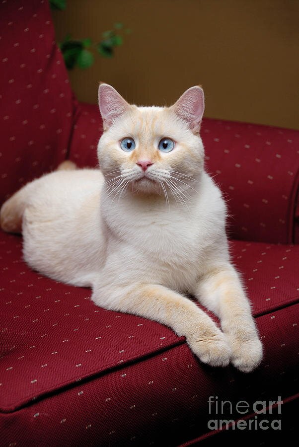 The cute little wondering cat! [ Female #RP ]  Adores cat food and sleep. #Catnip #BlueEyes V1: Adopted V2
