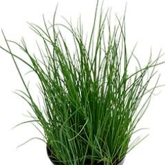 lerbabuona's profile picture. #agricoltura #biologico #startup #socinn #res #fattoriasociale  #sharingeconomy #changemaker #socent #terrepubbliche #carefarming #communitysupportedagriculture