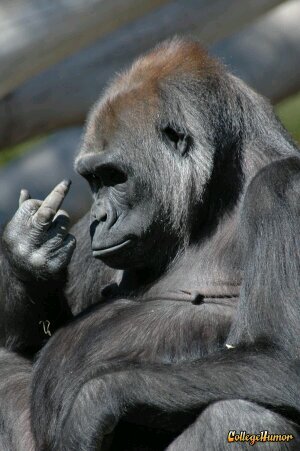 Me Jay. They give me phone and told me to tweet. Just the everyday life of a Gorilla who is a sports fan.