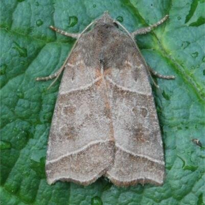 Yorkshire Macro Moth recorder and interested in all things of a mothy nature.  Retired GP and very glad I'm not back working.