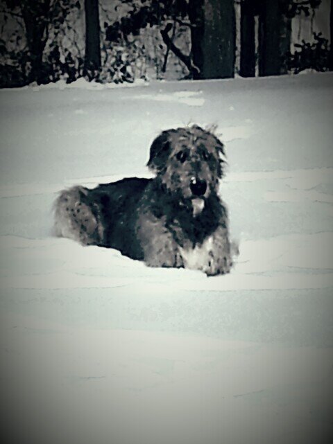 I'm a lovely 2 year young Irish Wolfhound.  I'm smitten with gummies, cookies and letting the humans wait on me.  Irish Wolfhounds rock!