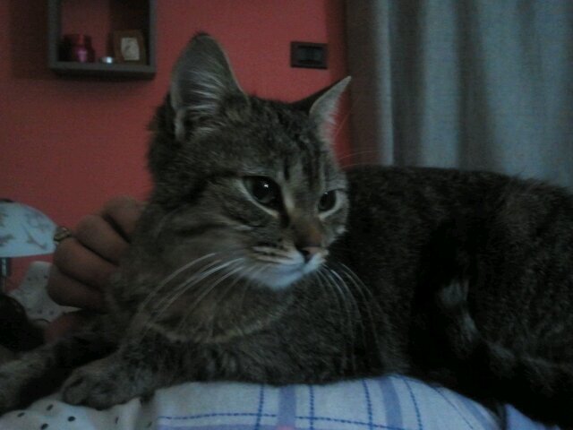 RoccaRocc's profile picture. 