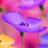 EnviarFloresES's profile image