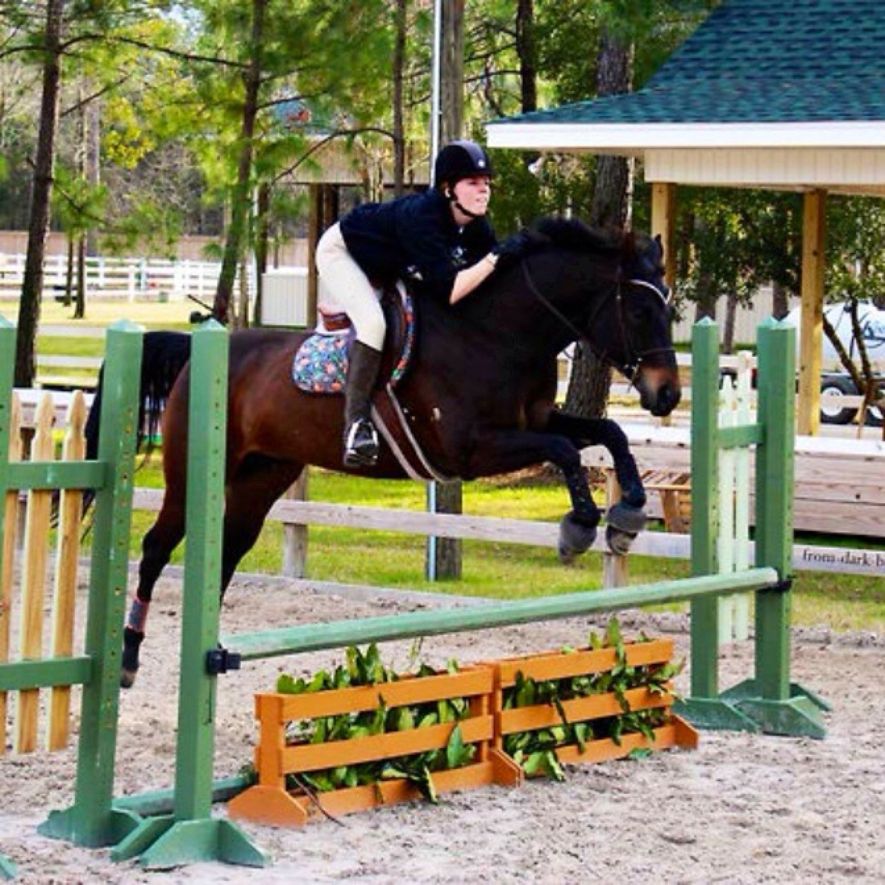 Hi! I'm an eventer from NC. I own a QH gelding named Henry ☺ Insta: @fromdarkbaystodappledgrays
