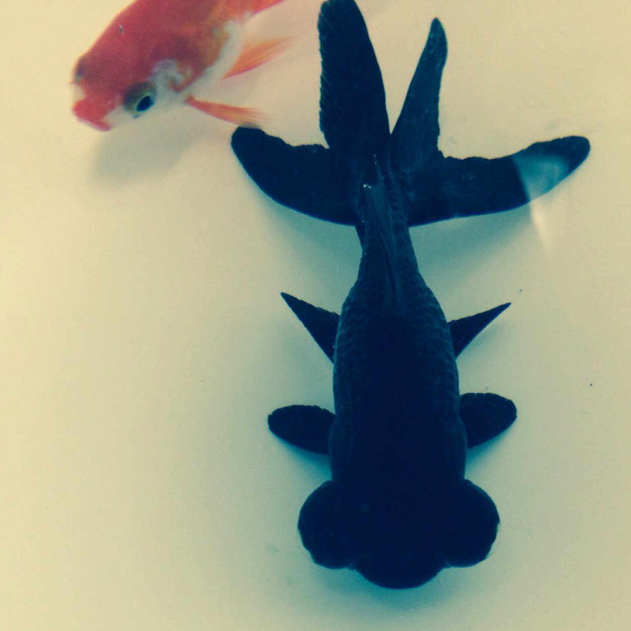 blub blub motherfuckers