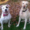 William Blais - @wjblais - Twitter