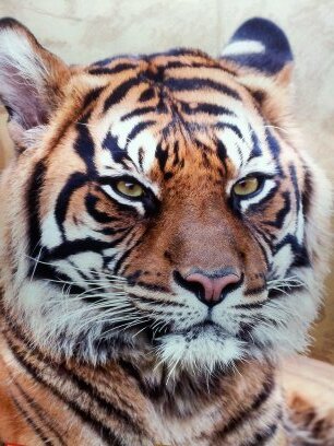 Patrioomuertte's profile picture. 