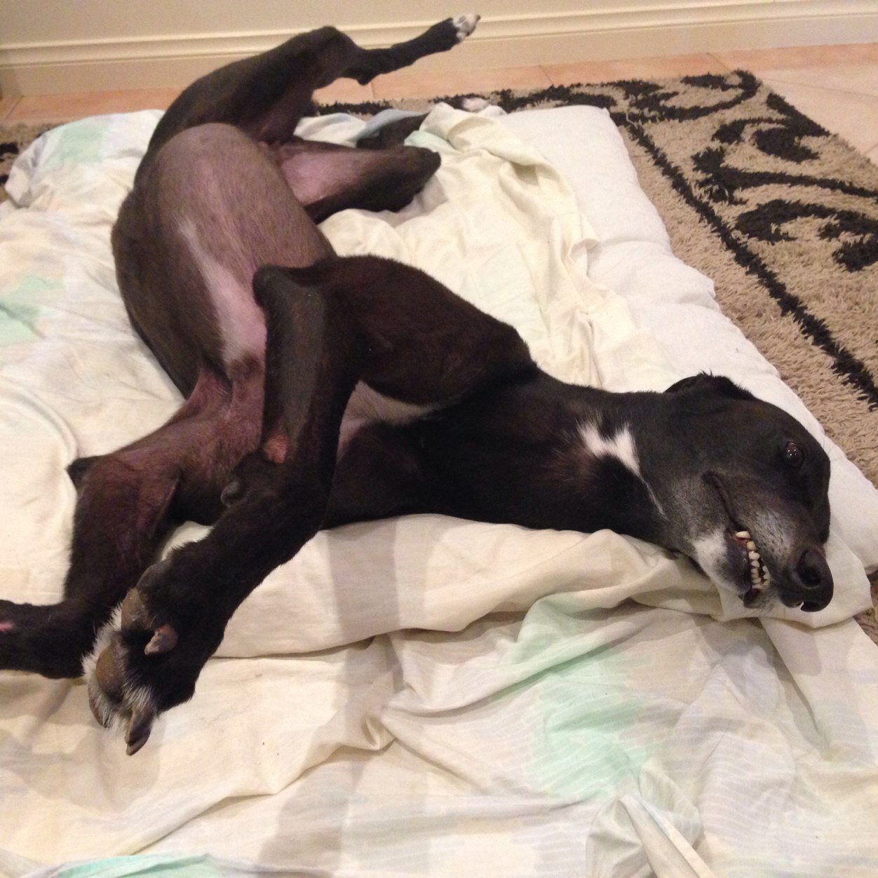 Rylees_Enforcer's profile picture. I won the 2011 Capalaba Cup and won 6 in a row at Healesville! I had 41 starts 18-9-7. I now love living inside & spending time with @MJLanigan23 & @nfeatherby!