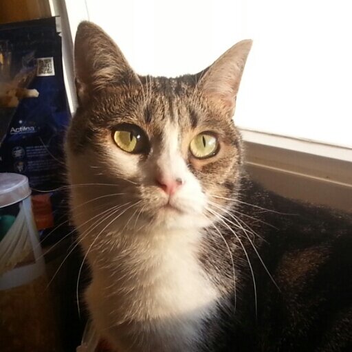 I'm Luna a 3 years old spoiled kittygirl. My Mom rules this account for me ♡ She's crazy abt me!