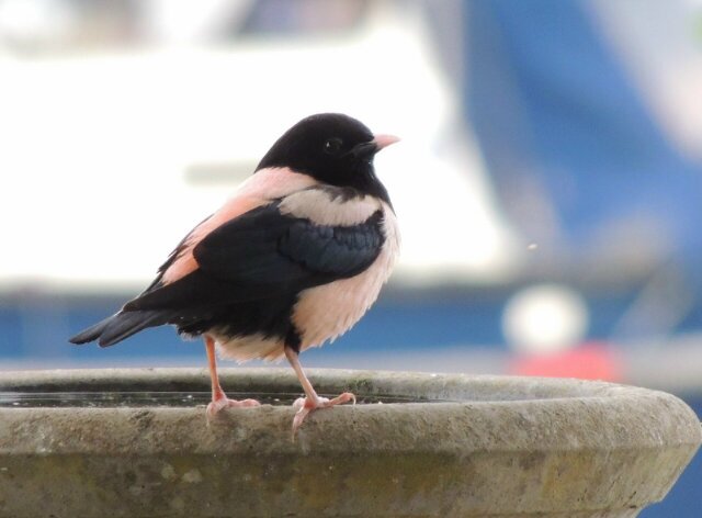 Birder and general wildlife in Norfolk (Mostly)