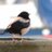 GarybirderNflk's profile image