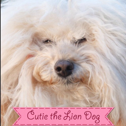 CutieTheLionDog's profile picture. Cutie, The Lion Dog - I’m a philanthropic rescued dog. http://t.co/UITDPhu3jL http://t.co/W5C1NXD6pk