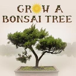 Bonsai tree experts