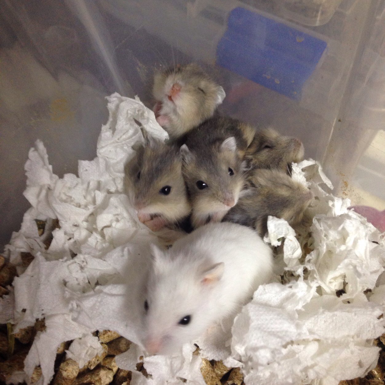 compratuhamster's profile picture. 