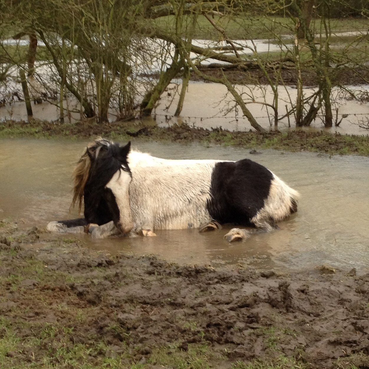 Help the horses of Fosse park, Leicester. on Facebook.